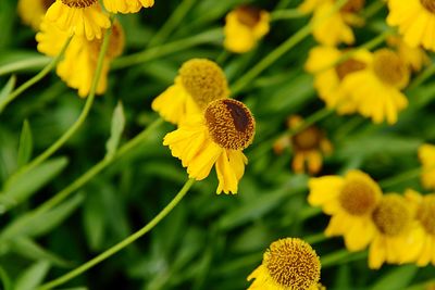 Close-up of yellow flowering plant