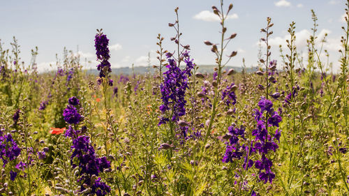 Close-up of purple flowering plants on field against sky