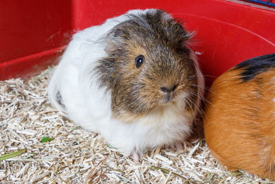 Close-up portrait of a rabbit