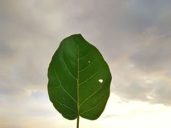 Close-up of green leaves against sky