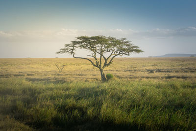 Acacia tree in the vast grasslands of serengeti national park. tanzania.