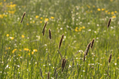 Close-up of plants growing on field