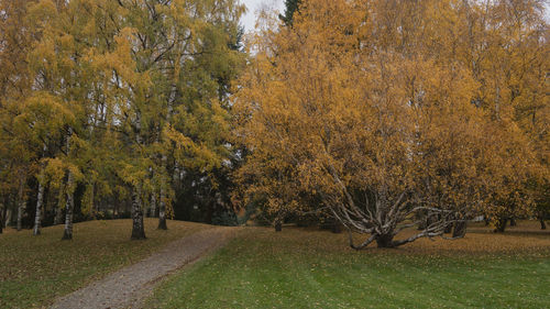 Trees on field during autumn