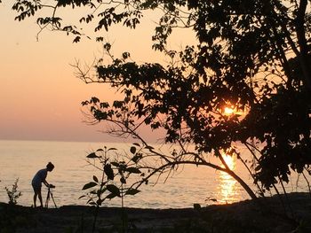 Silhouette of trees at sunset