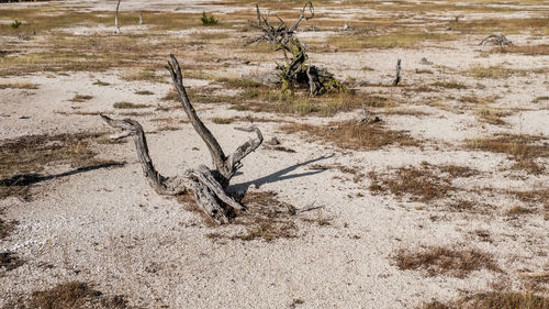 Dead tree on field