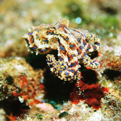 Close-up of crab in sea