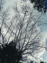 Low angle view of bird on tree against sky