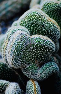 Close-up of succulent plant