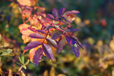 Close-up of purple flowering plant during autumn