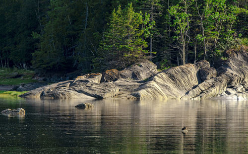 View of birds in lake