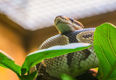 Close-up of lizard on leaves