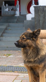 Side view of a dog looking away