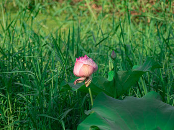 Close-up of pink flower growing on land