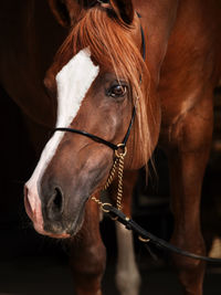 Close-up of a horse