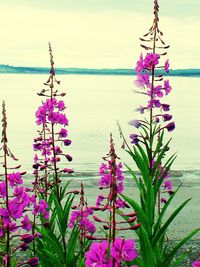 Close up of purple flowers in water