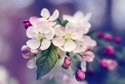 Close-up of pink flowering plant