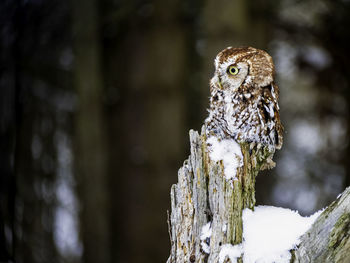 Close-up of owl