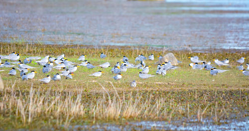 Flock of birds on field