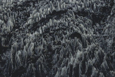 Close-up high angle view of plants