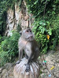 Monkey sitting on rock