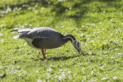 Side view of a bird on field