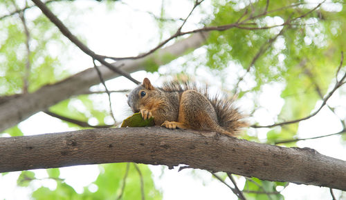 Low angle view of squirrel on tree