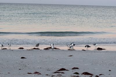 Birds on beach