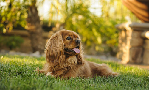 Cavalier king charles spaniel panting while resting on grass