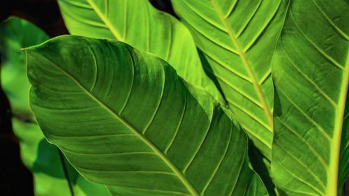 Close-up of green leaves