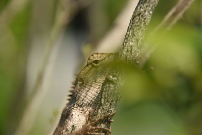 Close-up of lizard on branch