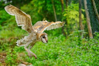 Close-up of barn owl flying outdoors