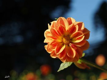 Close-up of orange flower blooming outdoors