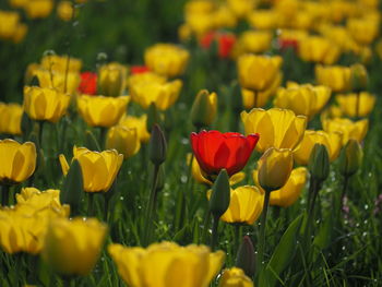 Close-up of yellow tulips in field