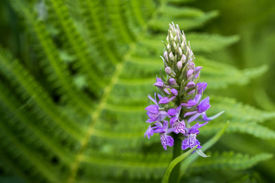 Close-up of purple flowering plant