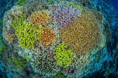 View of coral in sea