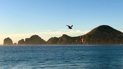Birds flying over sea against clear blue sky