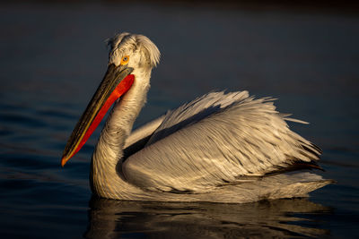 Close-up of pelican