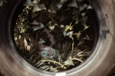 High angle view of crab in container