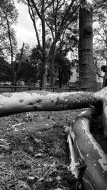 Trees on field in forest against sky