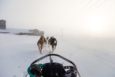 Sled dogs walking on snow against sky during sunset