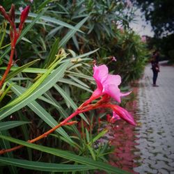 Close-up of pink flowers growing on plant