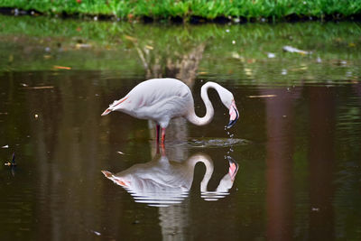 Swans swimming in lake