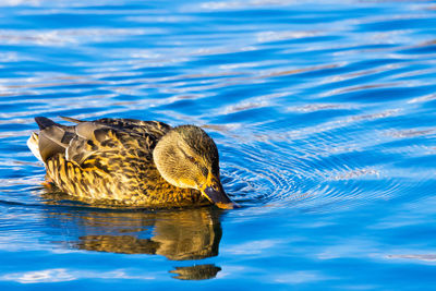 Duck swimming in lake