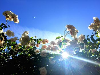 Low angle view of trees against blue sky