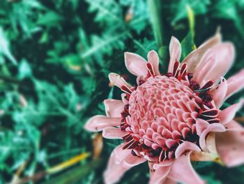 Close-up of hand on flowering plant