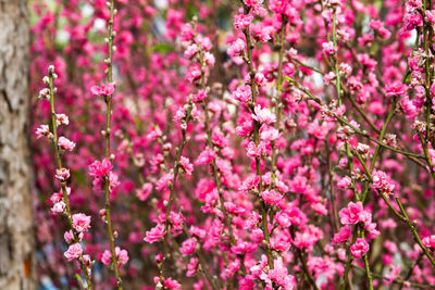 Close-up of pink flowers