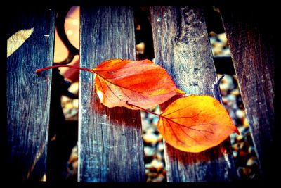 Close-up of orange maple leaf on wood