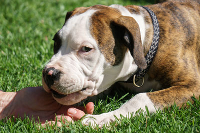 Portrait of american bulldog puppy