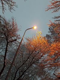 Low angle view of bare trees against sky during sunset