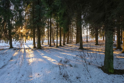 Spruce forest in the light of a low winter sun with long shadows, russia.